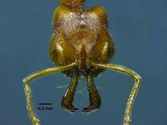 Anochetus subcoecus