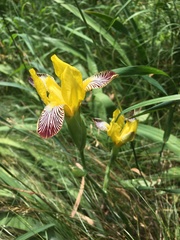 Iris variegata
