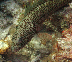 Epinephelus guttatus