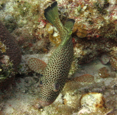Epinephelus guttatus