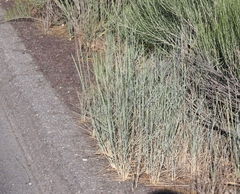 Thinopyrum intermedium intermedium