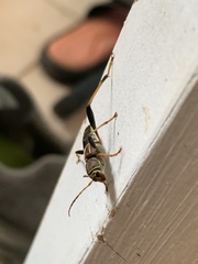 Neoclytus mucronatus