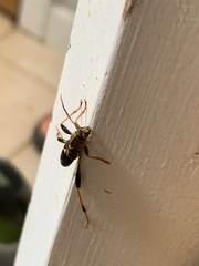 Neoclytus mucronatus