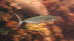 Scomberomorus regalis