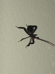 Acanthocephalini