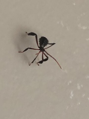 Acanthocephalini