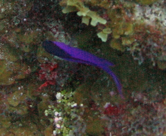 Gramma melacara
