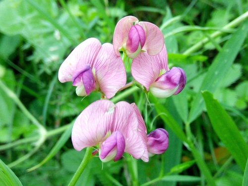 hrachor lesný (Lathyrus sylvestris)
