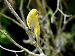 Pseudocolopteryx acutipennis