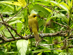 Pseudocolopteryx acutipennis