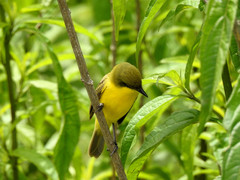 Pseudocolopteryx acutipennis