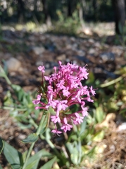 Centranthus ruber