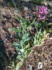 Centranthus ruber