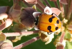 Hippodamia glacialis