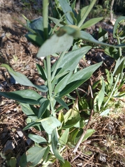 Centranthus ruber