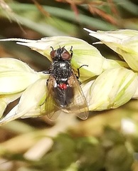 Trombidium breei