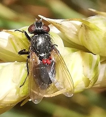 Trombidium breei