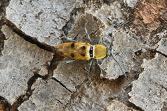 Chlorophorus glabromaculatus