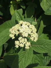 Viburnum rhytidophyllum