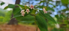 Apocynoideae