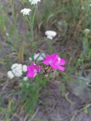 Dianthus andrzejowskianus