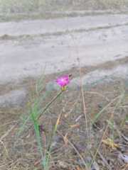 Dianthus andrzejowskianus
