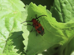 Tetraopes melanurus