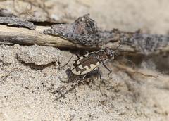 Cicindela repanda tanneri