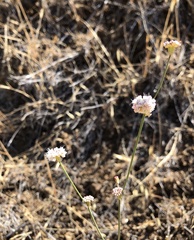 Eriogonum nudum auriculatum