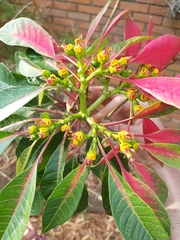 Euphorbia pulcherrima image