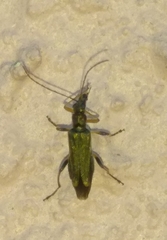 Oedemera barbara