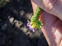 Phacelia brachyloba