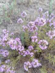 Thymus pallasianus