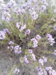 Thymus pallasianus