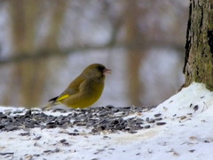 Chloris chloris