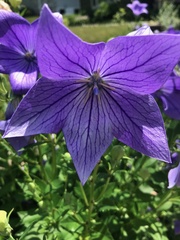 Platycodon grandiflorus