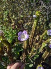 Phacelia grandiflora