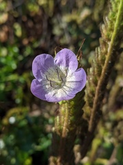 Phacelia grandiflora