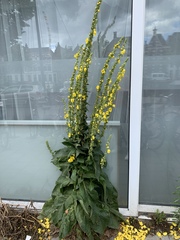 Verbascum