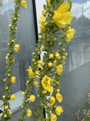 Verbascum