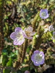 Phacelia grandiflora