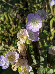 Phacelia grandiflora