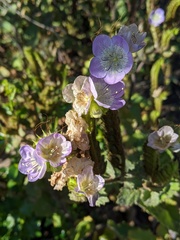 Phacelia grandiflora