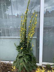 Verbascum