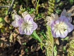 Phacelia grandiflora