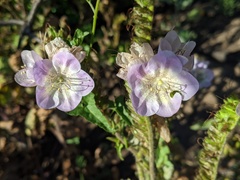 Phacelia grandiflora