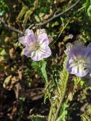 Phacelia grandiflora