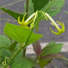 Rytidostylis gracilis