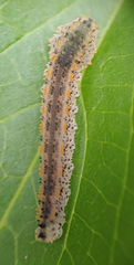 Lagium atroviolaceum