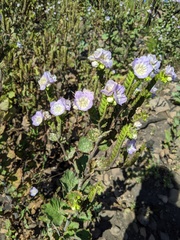 Phacelia grandiflora